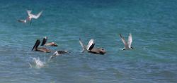 Sea of Cortez